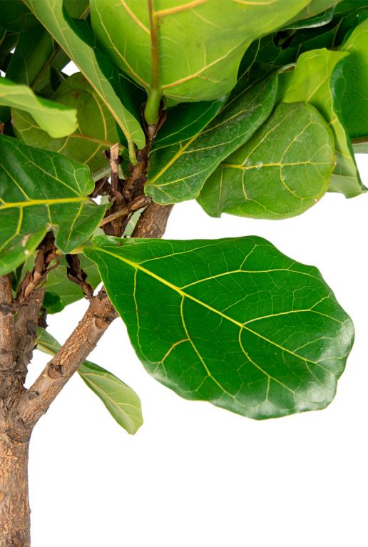 Ficus-lyrata-tabaksplant 1