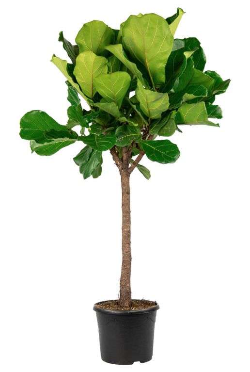 Ficus-lyrata - geigenfeige-grosse-zimmerpflanze