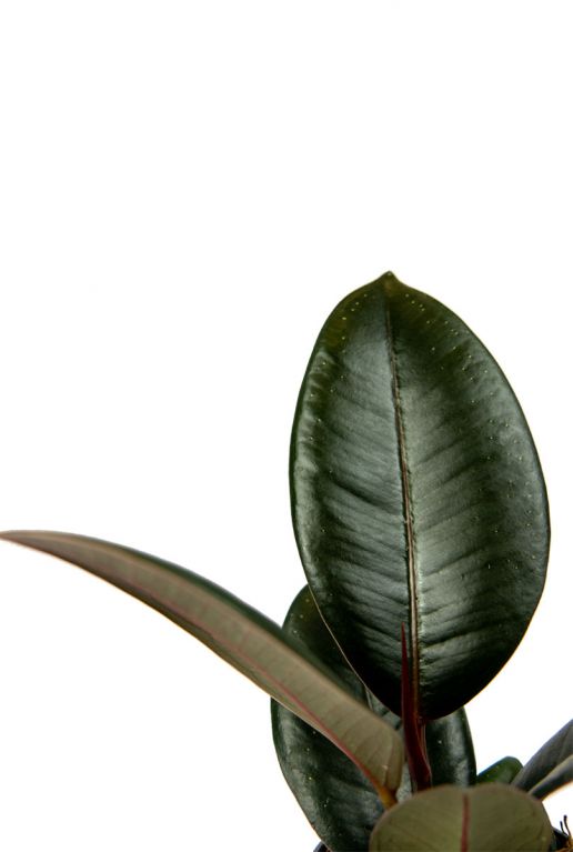 Ficus-robusta-stekje-closeup