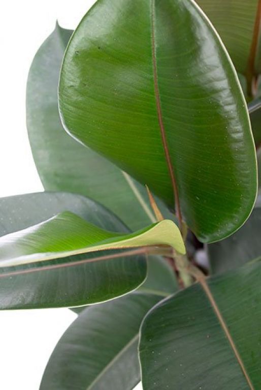 Ficus robusta