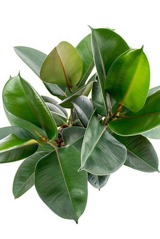 Ficus robusta