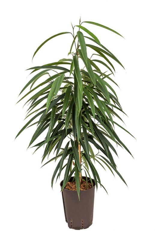 Ficus alii hydrokulturpflanze