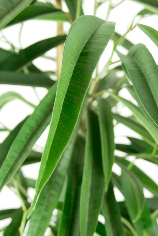 Ficus alii langwerpig blad 6
