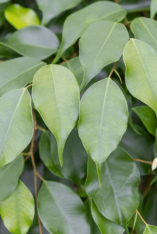 Ficus danielle blad 3