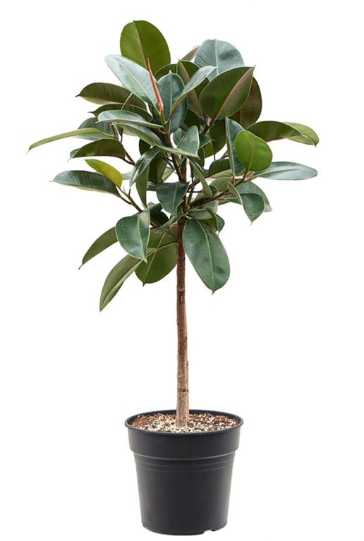 Ficus elastica robusta plant 3