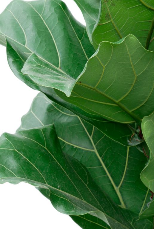 Ficus plant groot blad 2