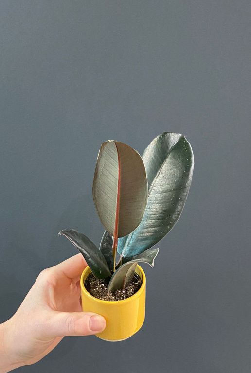 Ficus robusta kleine pflanze