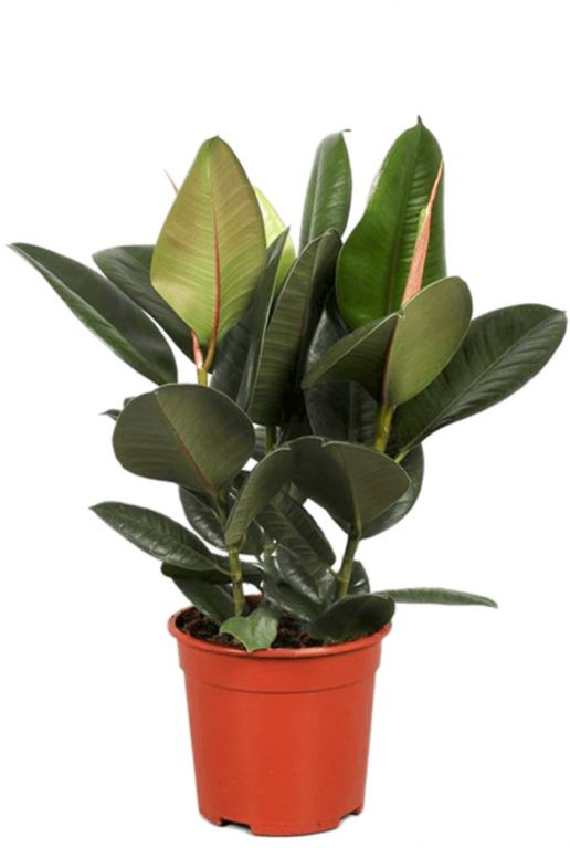 Ficus robusta plant