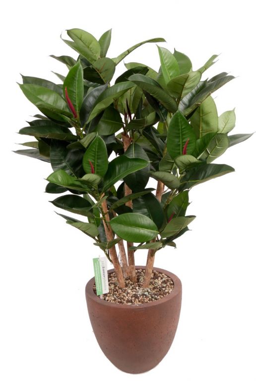 Ficus zijdeplant in pot