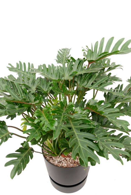 Philodendron Xanadu in Greenville pot