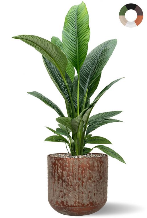 Grosse spathiphyllum im topf 1