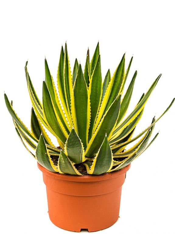 Grosse Agave Lopantha zimmerpflanze