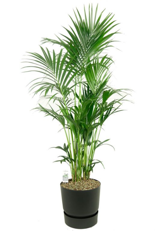 Grote kentia palm in pot