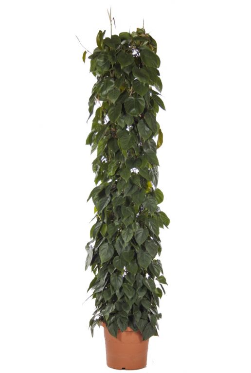 Grote philodendron scandens