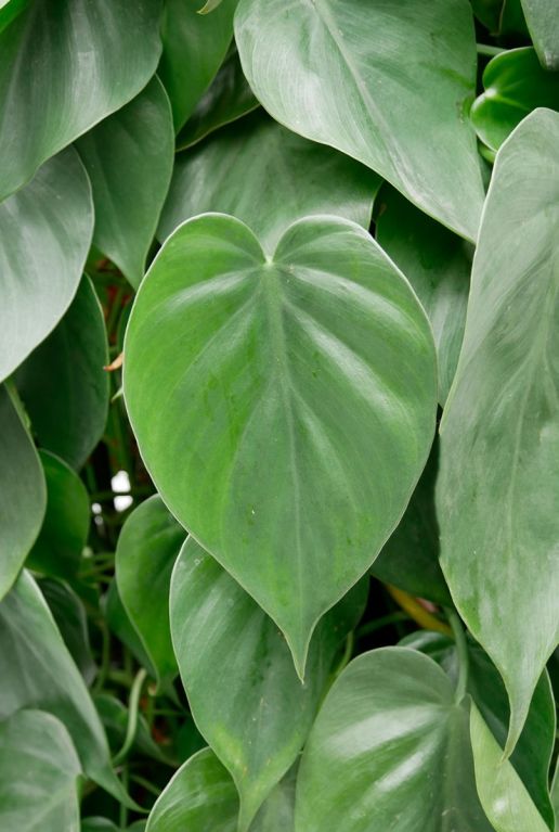 Hartvormig groen blad scandens 1