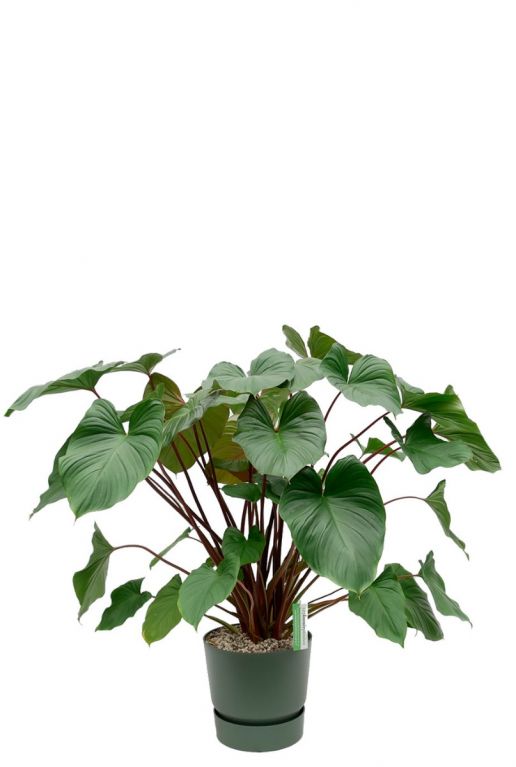 Homalomena maggy Pflanze im Topf