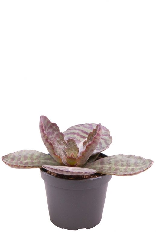 Kalanchoe humilis stekje