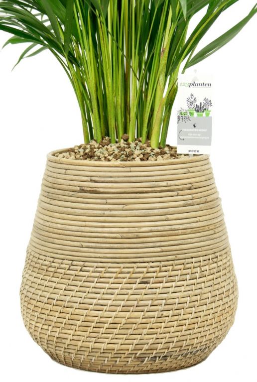Kamerplant in pot