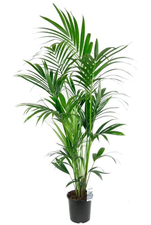 Kentia-palme-grosse-zimmerpflanze