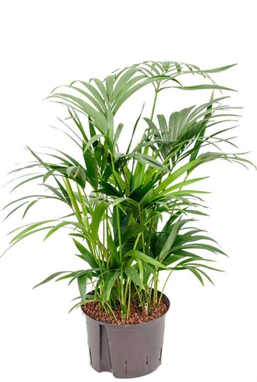 Hydroponische Pflanze Kentia