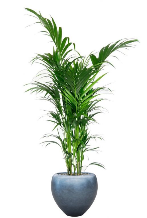 Kentia palm in luxe pot