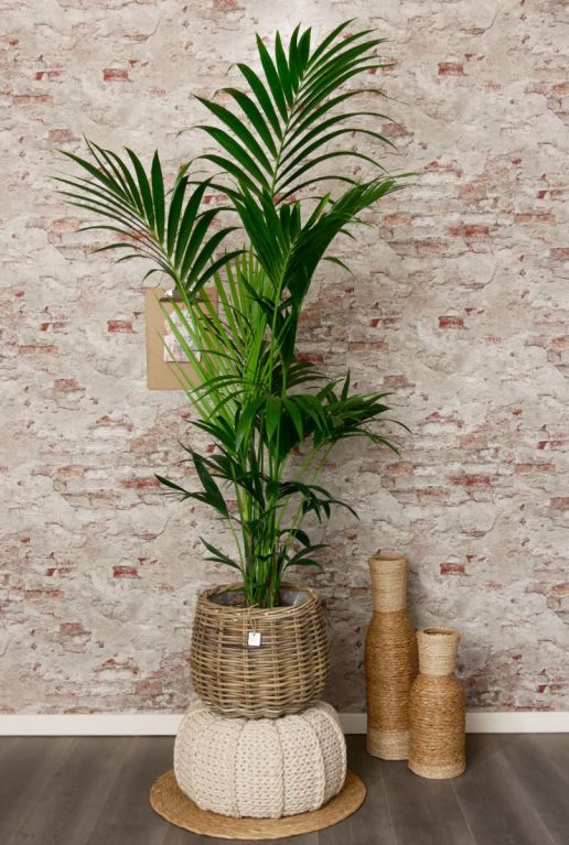 Kentia-Palme Innenraum Zimmerpflanze 