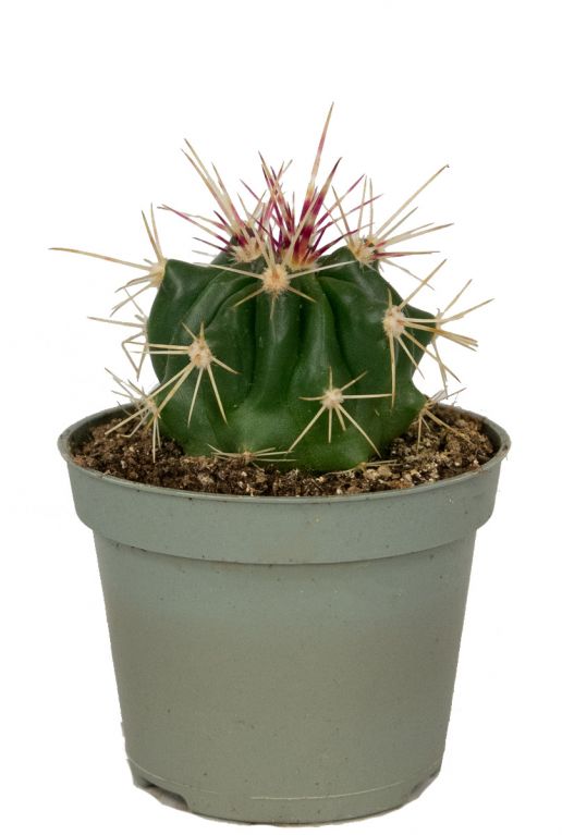 Matanzanus cactus