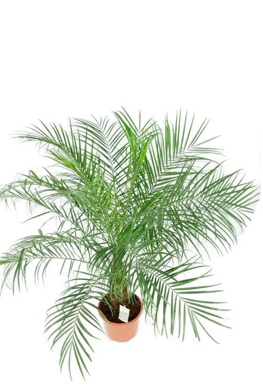 Mooie groene palm kopen 1