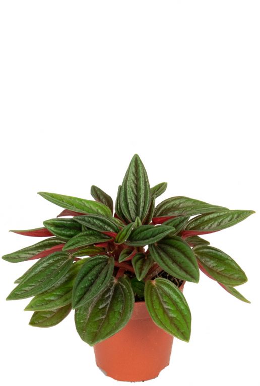 Peperomia rosso pflanze