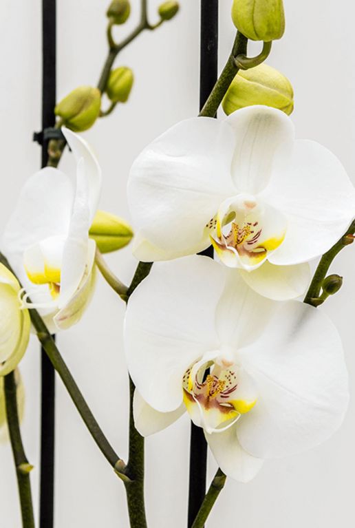 Phalaenopsis orchidee white