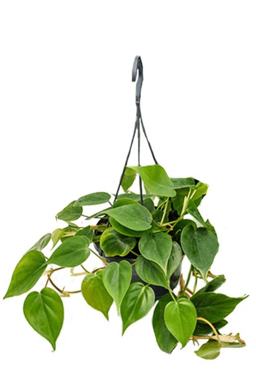 Philodendron-scandens-hangepflanze