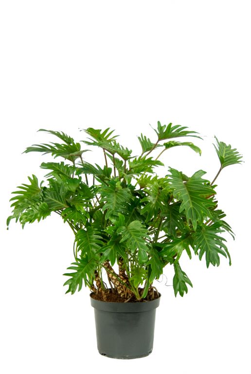 Philodendron xanadu zimmerpflanze