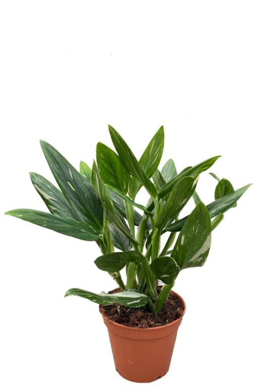 Philodendron cobra zimmerpflanze 1