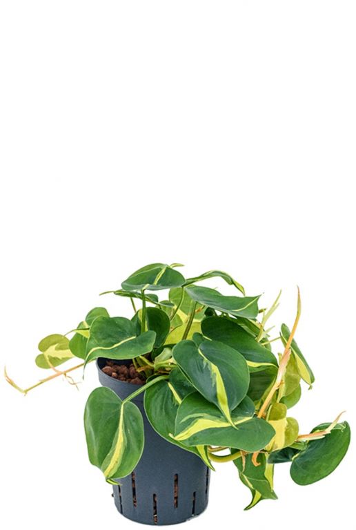 Philodendron grand brasil hydrocultuur