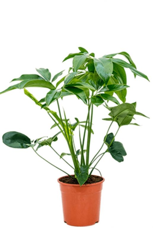 Philodendron grüne Wunderpflanze-
