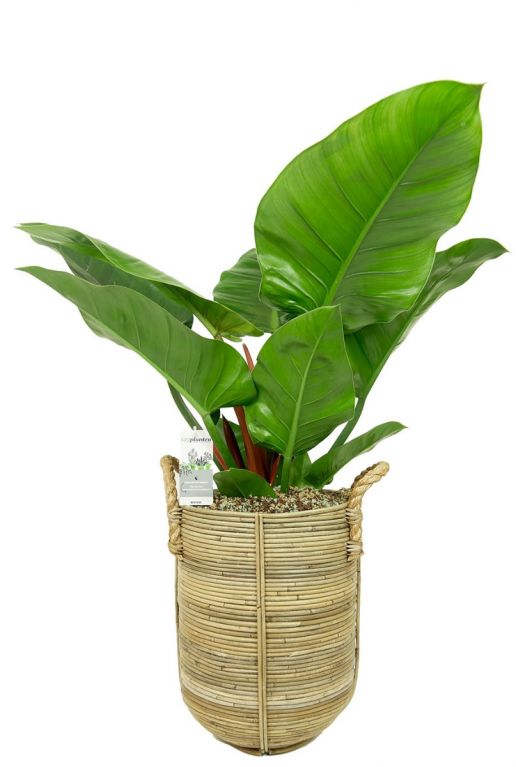 Philodendron imperial grün im Topf 2