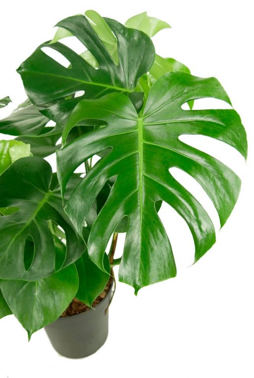 Philodendron monstera zimmerpflanze 1 1