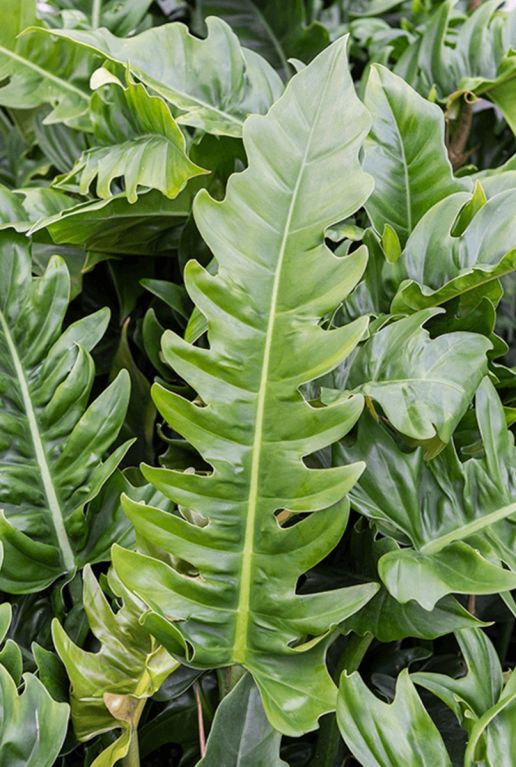 Philodendron narrow plant