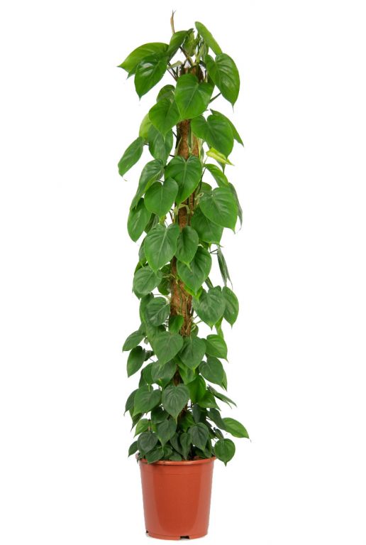 Philodendron scandens 