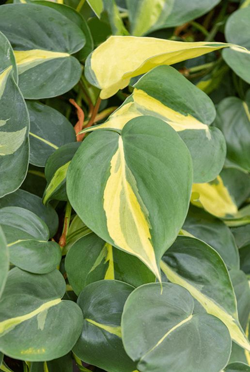 Philodendron scandens brasil blad