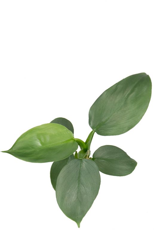 Philodendron silver dust 1