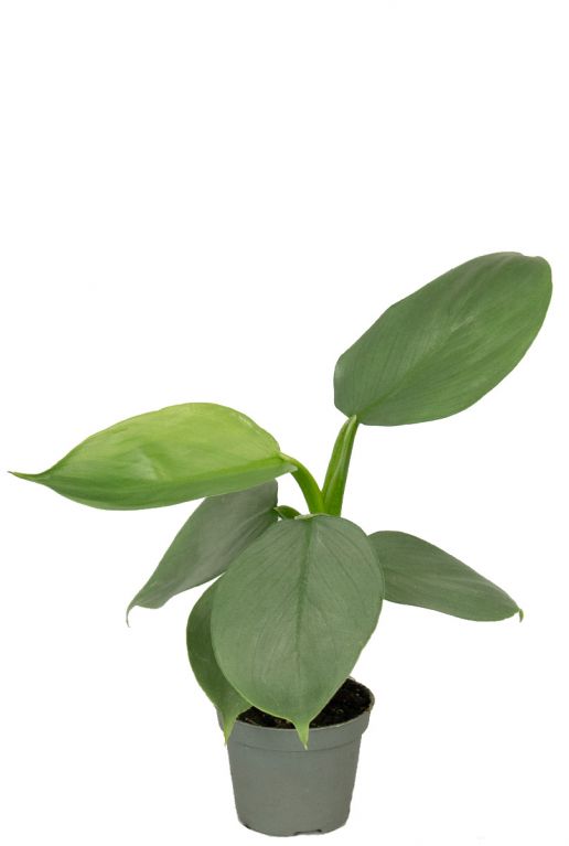 Philodendron silver dust Pflanzen