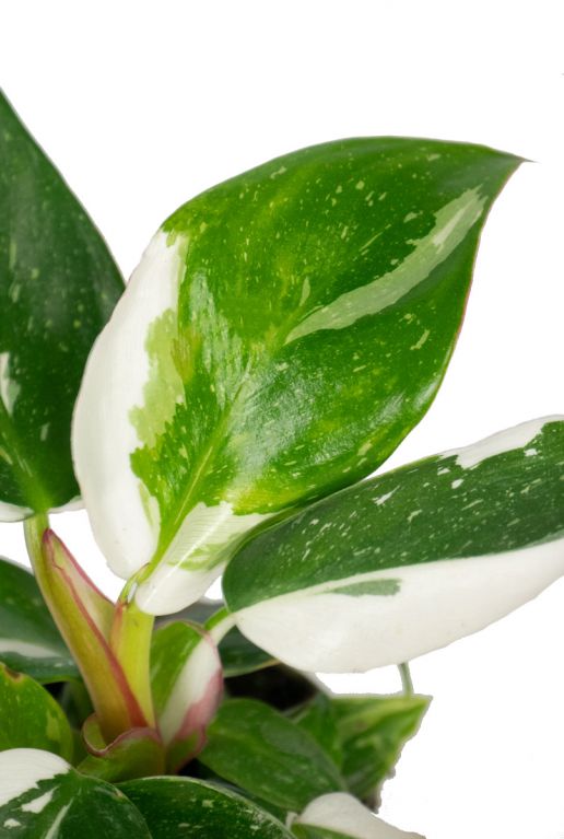 Philodendron white princess blad