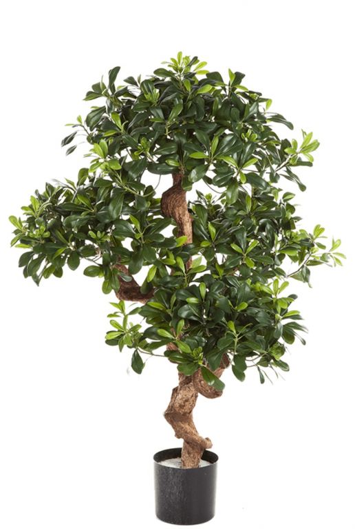 Pittosporum kunstplant zijdeboom