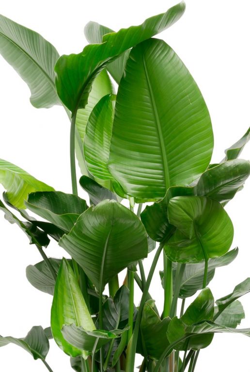 Volle groene kamerplant