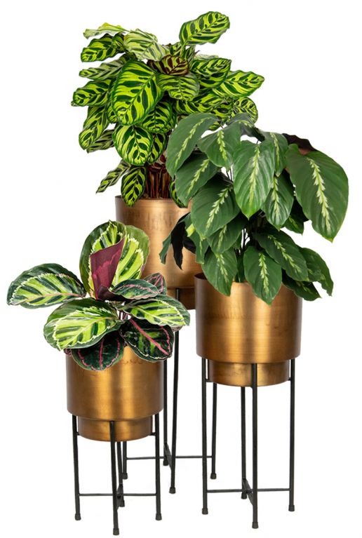 Plantenset calathea in pot