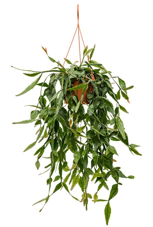 Rhipsalis eliptica plant