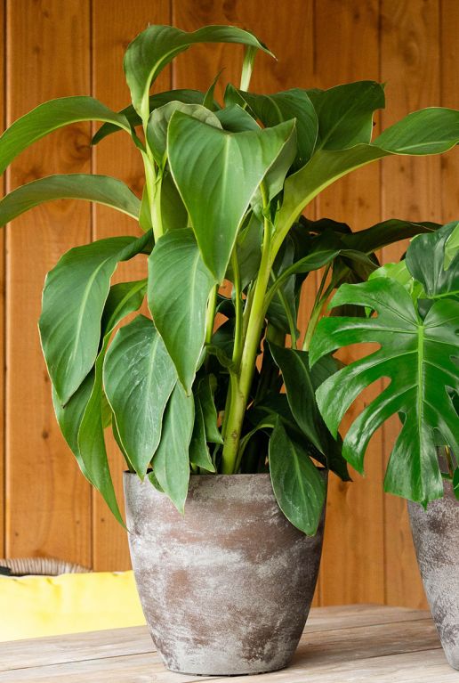 Schoener Blumentopf braun