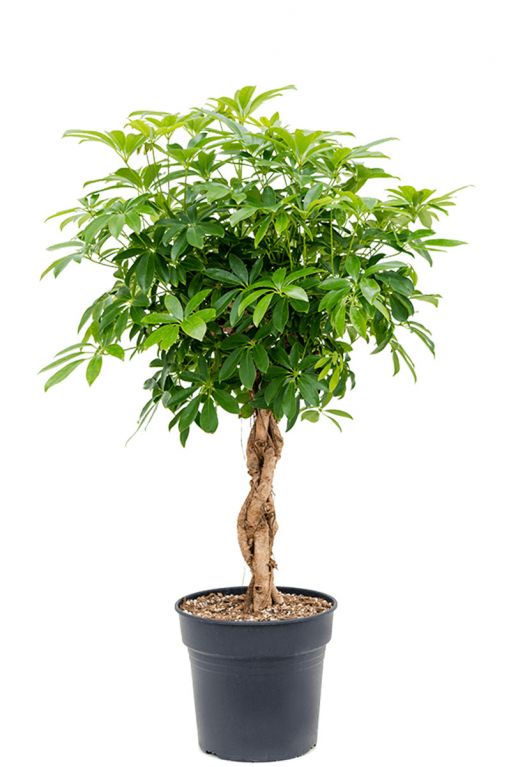 Schefflera Baum Zimmerpflanze