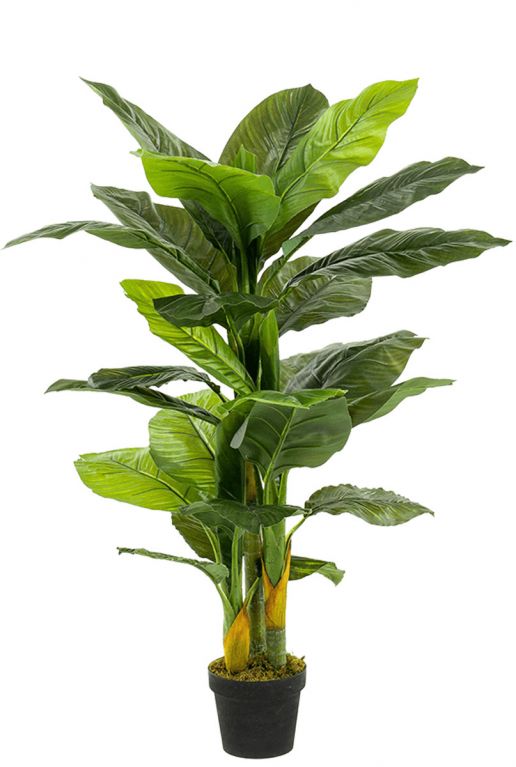 Spathiphyllum 1 2